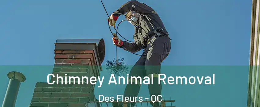Chimney Animal Removal Des Fleurs - QC
