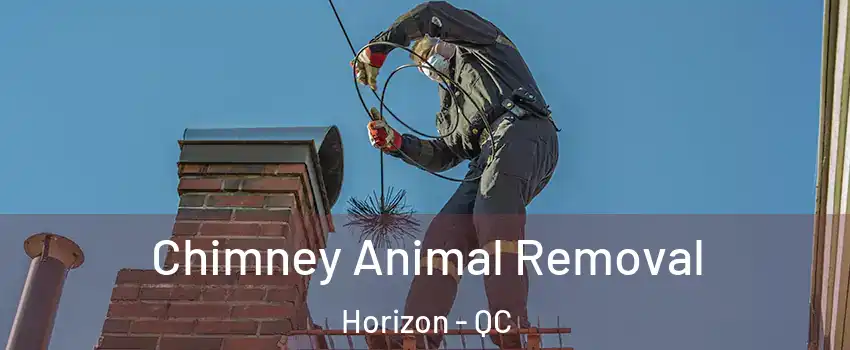 Chimney Animal Removal Horizon - QC