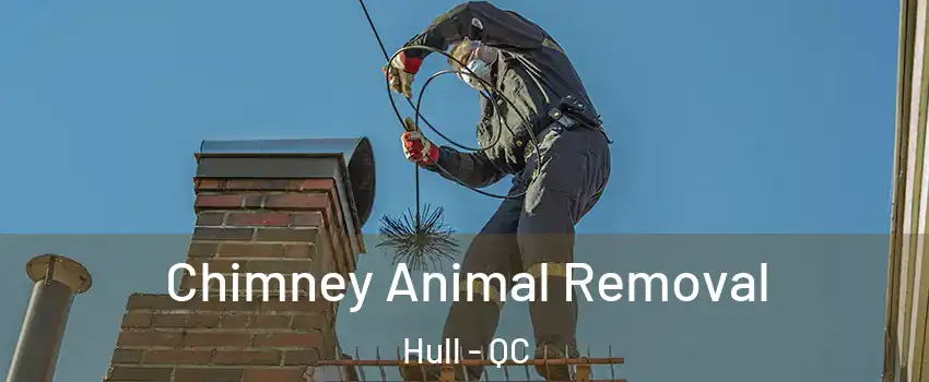 Chimney Animal Removal Hull - QC