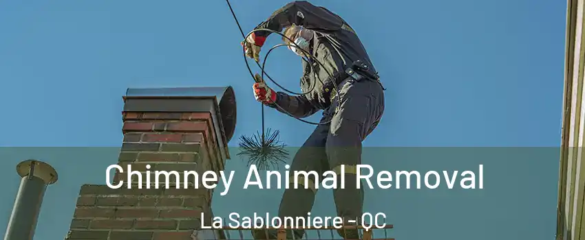 Chimney Animal Removal La Sablonniere - QC