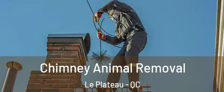 Chimney Animal Removal Le Plateau - QC