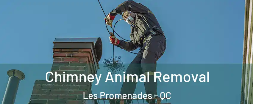 Chimney Animal Removal Les Promenades - QC