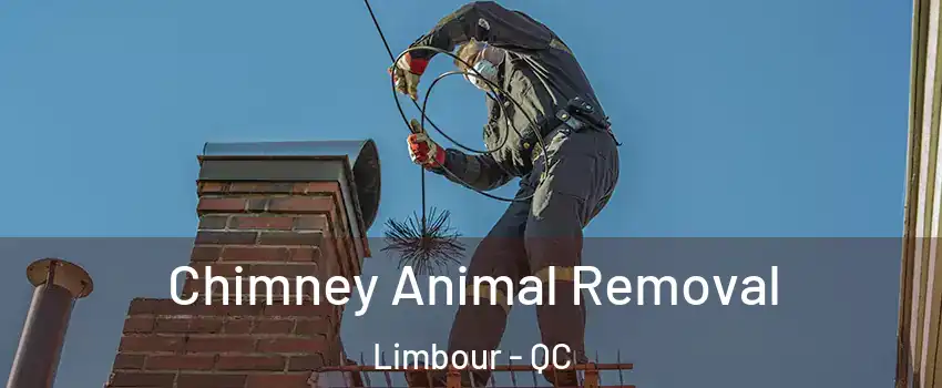 Chimney Animal Removal Limbour - QC