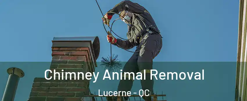 Chimney Animal Removal Lucerne - QC