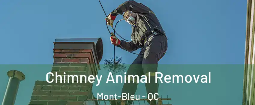 Chimney Animal Removal Mont-Bleu - QC