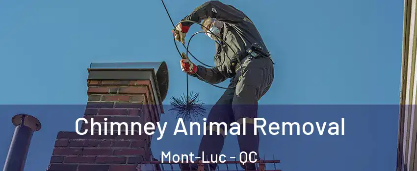Chimney Animal Removal Mont-Luc - QC