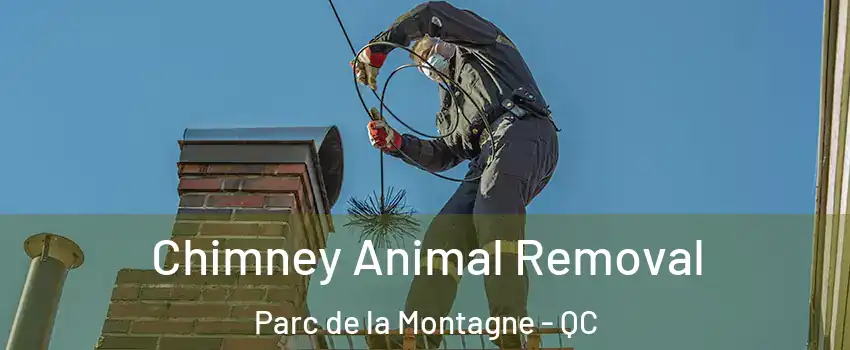 Chimney Animal Removal Parc de la Montagne - QC