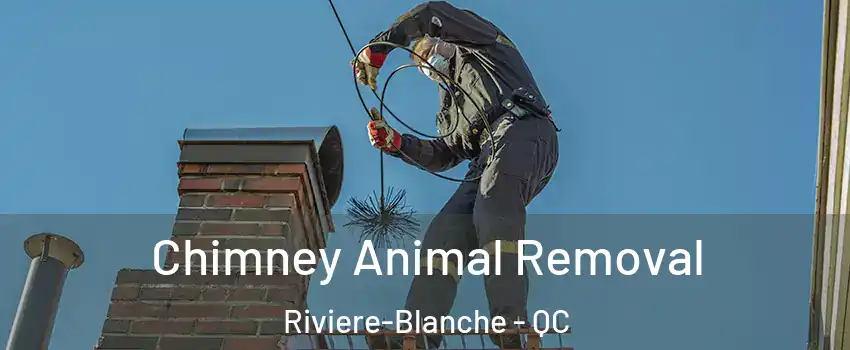 Chimney Animal Removal Riviere-Blanche - QC
