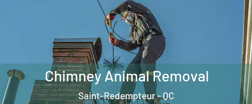 Chimney Animal Removal Saint-Redempteur - QC