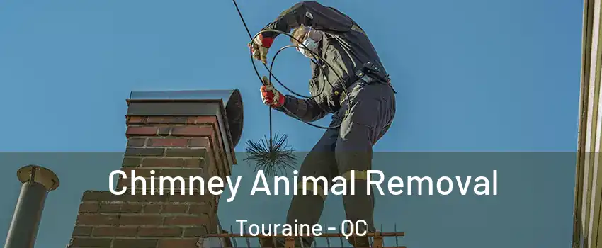 Chimney Animal Removal Touraine - QC