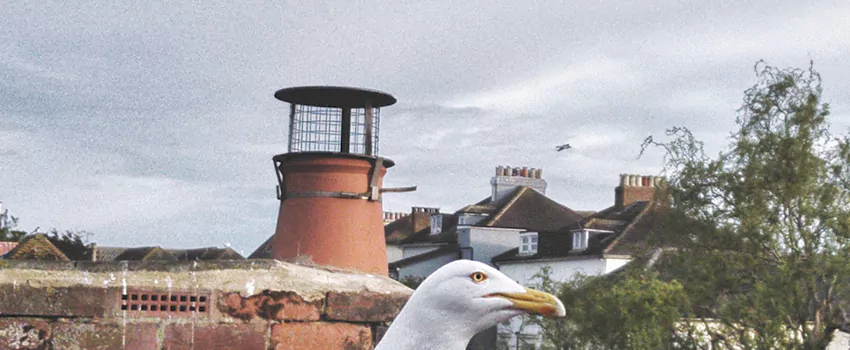 Chimney Cap Bird Guard Repair in Hull, Quebec